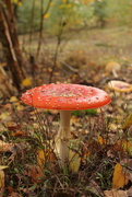 25th Oct 2020 - Fly agaric