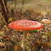 Fly agaric by busylady