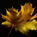 Autumn Leaves - Photographer's Joy by jayberg