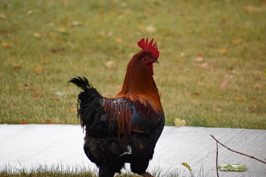 Rooster Came to Visit by bjywamer