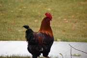 19th Oct 2020 - Rooster Came to Visit