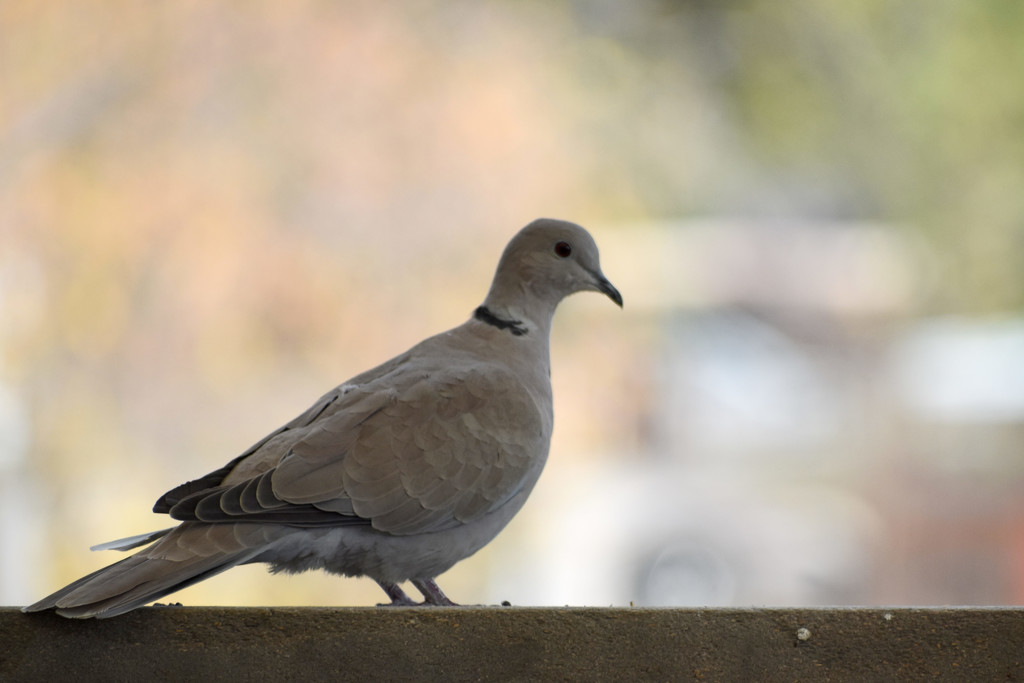 Peaceful Dove by bjywamer