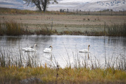 23rd Oct 2020 - Trumpeter Swans