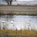 Trumpeter Swans by bjywamer