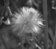 26th Oct 2020 - Gone to seed