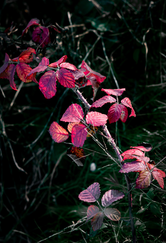Autumnal Brambles... by vignouse