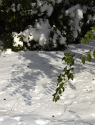 26th Oct 2020 - Tree shadow on snow