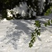 Tree shadow on snow by sandlily