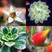 Succulents galore by abhijit