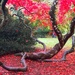 Autumn colour at Westonbirt Arboretum by judithdeacon