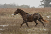 26th Oct 2020 - Prancing in the Snow