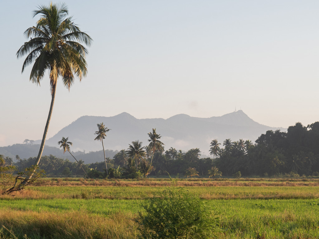 Rice paddy & Gunung Jerai by ianjb21