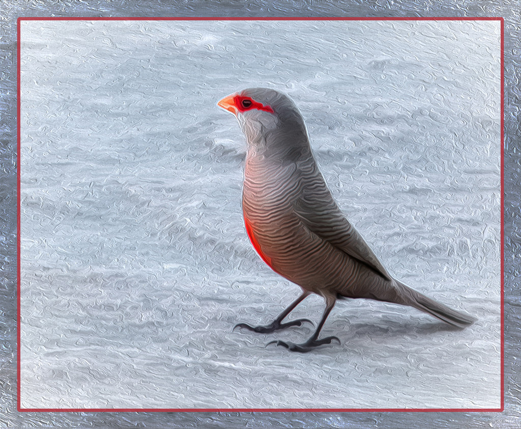 Common Waxbill  by ludwigsdiana