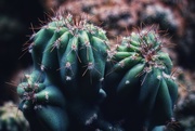26th Oct 2020 - Cacti
