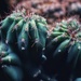 Cacti by amyk