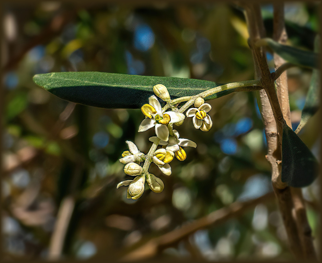 Olive blossoms  by ludwigsdiana