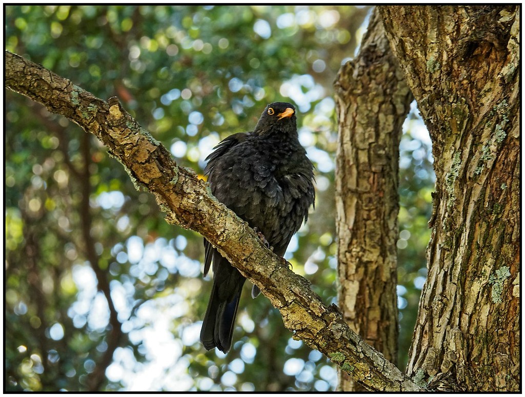 Fluffed up Blackbird  by nzkites