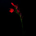 Unknown red flower by jon_lip