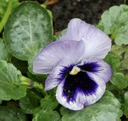 27th Oct 2020 - Soggy little pansy