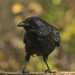 Crow by shepherdmanswife