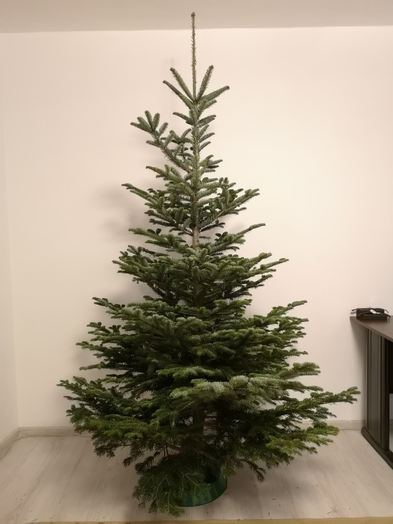 Our first Christmas tree together by ctst