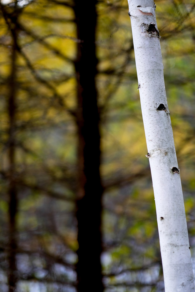 Birch Tree by tosee