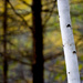 Birch Tree by tosee