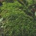 Some moss by monikozi