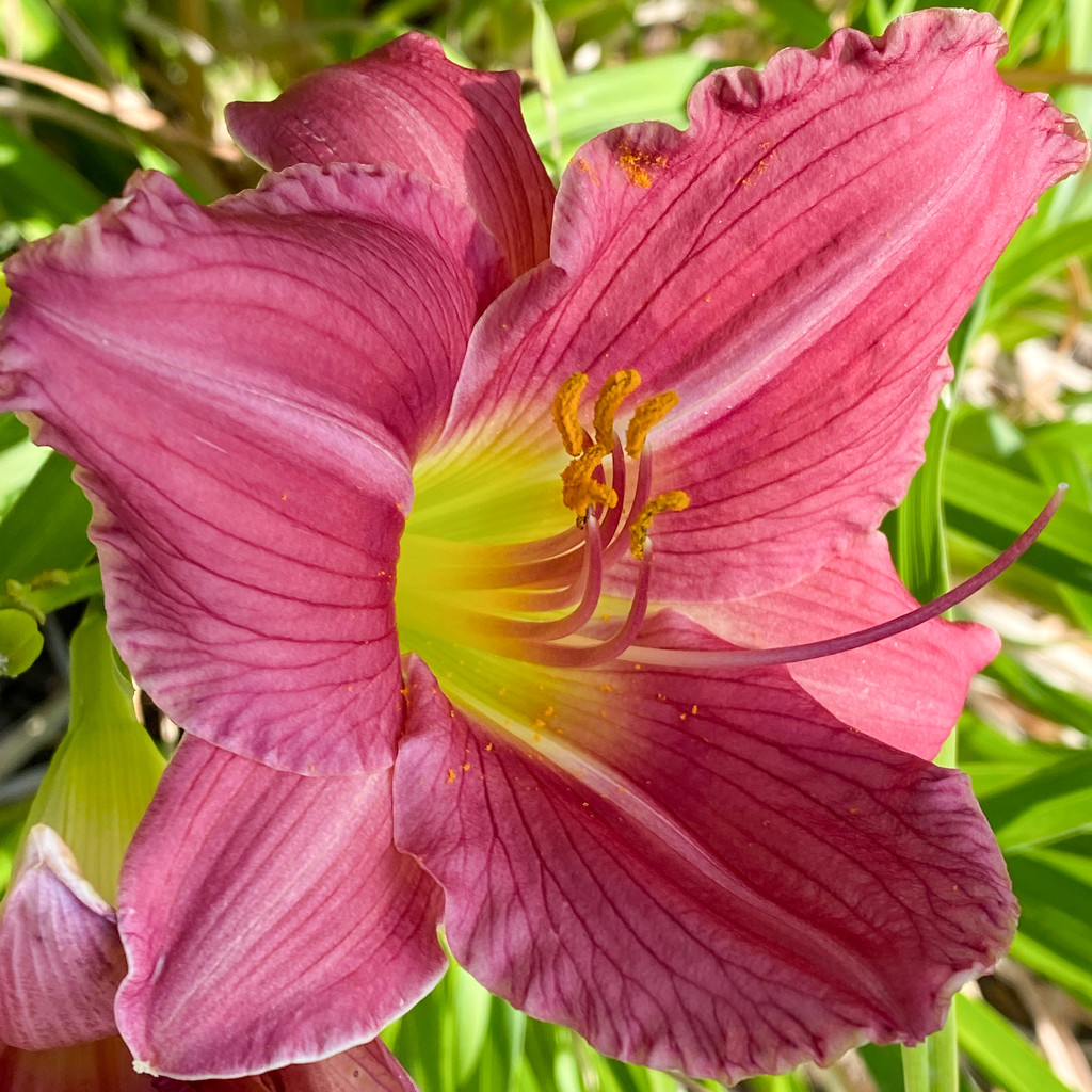 A different colored lily in the neighborhood  by shutterbug49