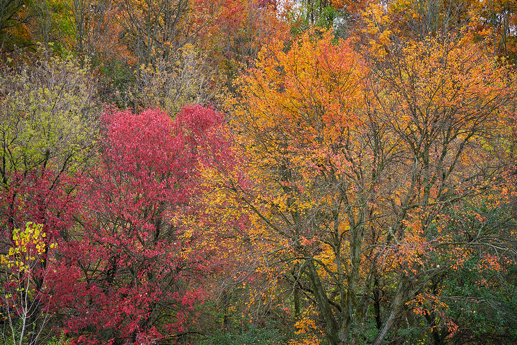 More Fall Colour by gardencat