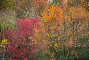 27th Oct 2020 - More Fall Colour