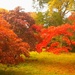 More Autumn colour by judithdeacon
