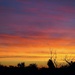 This morning's sunrise by monicac