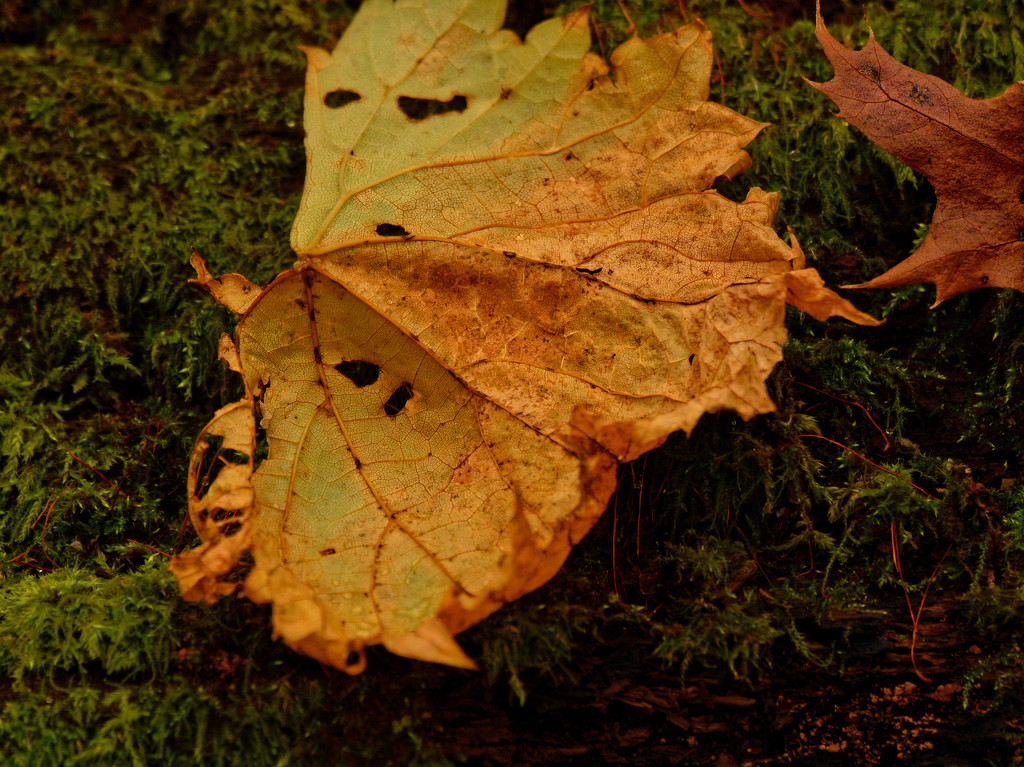 leaf on a log by rminer