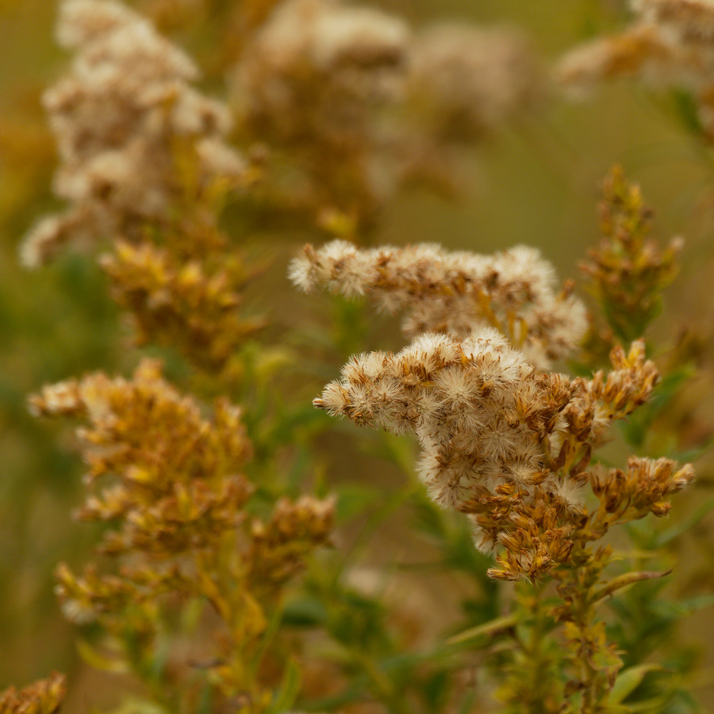 goldenrod going to seed by rminer