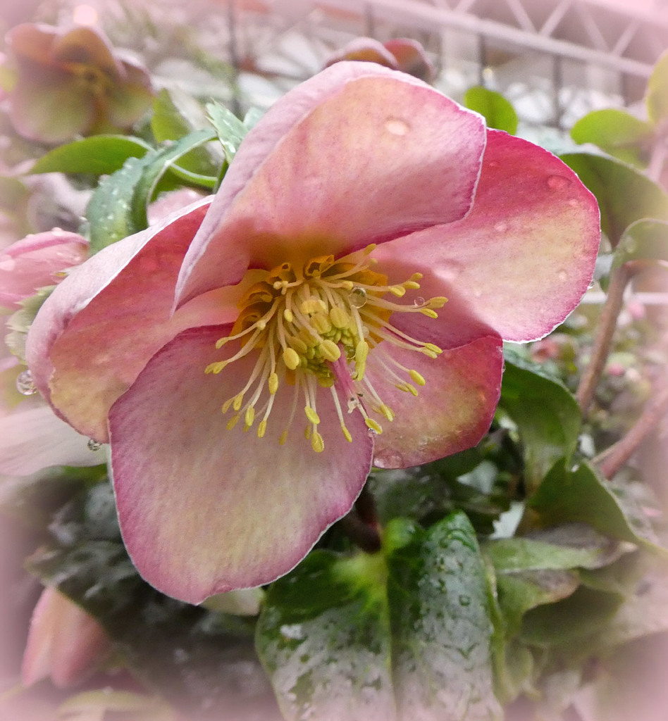 Hellebore in Pink. by wendyfrost