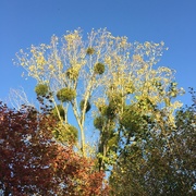 27th Oct 2020 - This tree is full of Mistletoe bunches