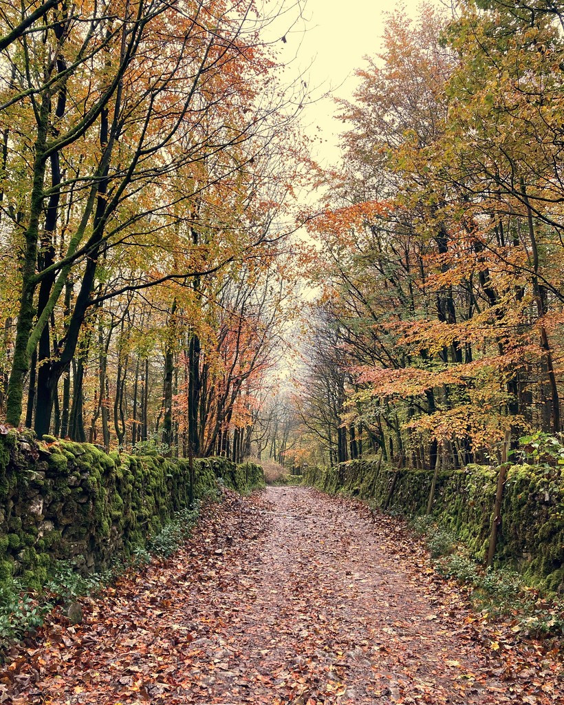 Autumnal walk by mollw