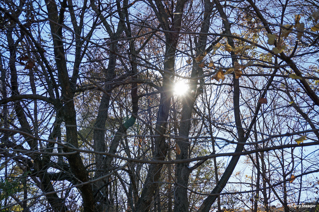 Fall sun flair by larrysphotos