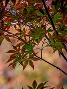 27th Oct 2020 - Maple leaves 