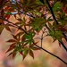 Maple leaves  by samae
