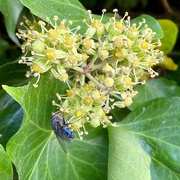 27th Oct 2020 - Common Ivy (I think)