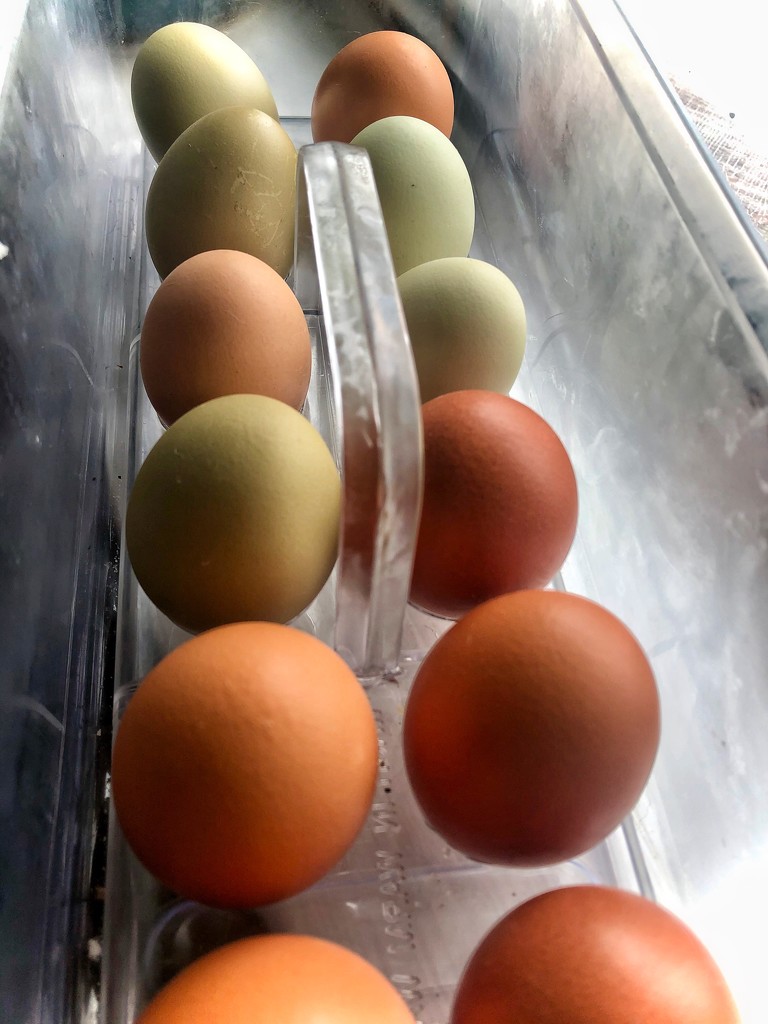 Egg- xactly  a dozen  by kaylynn2150