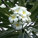 Frangipani Blooms