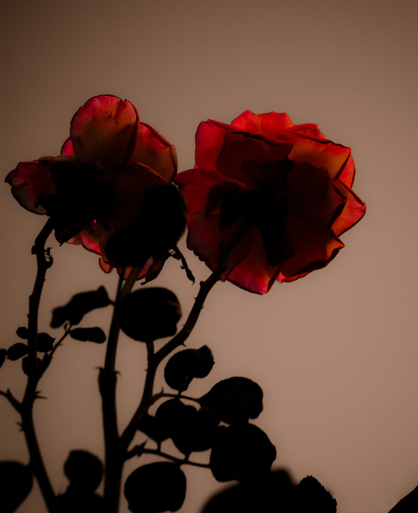 (Day 255) - Crimson by cjphoto