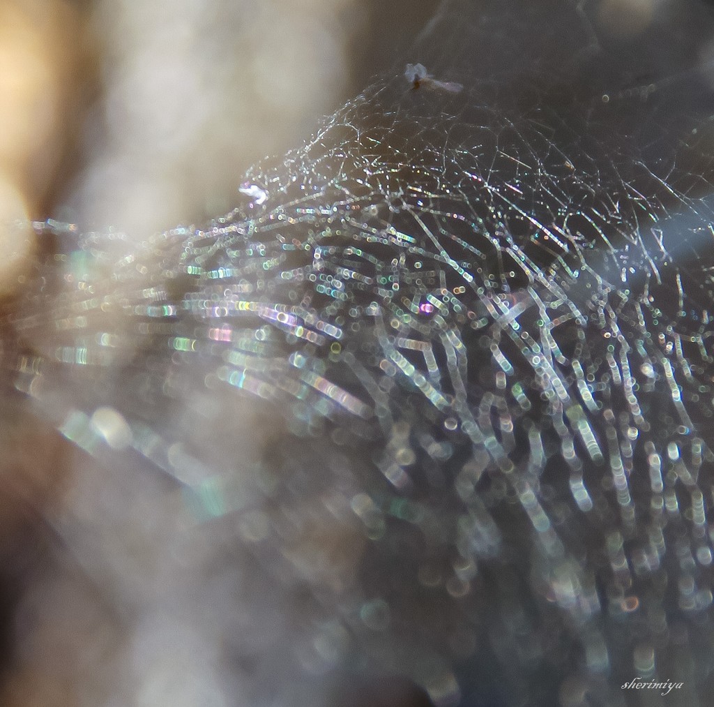 Spiderweb by sherimiya