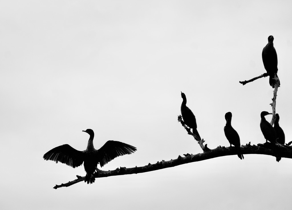 I think these are cormorants by eudora
