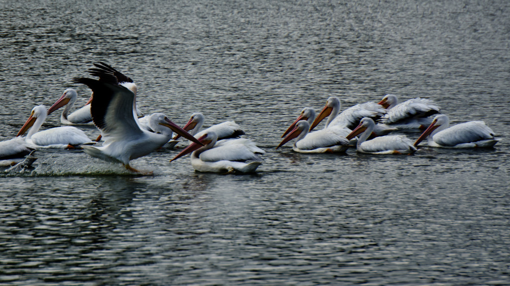 The white pelicans are back! by eudora