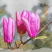 Magnolia Buds by ludwigsdiana