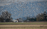 27th Oct 2020 - ~Snow Geese~